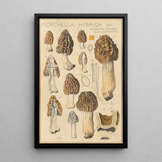 Hans Walty - Morchella hybrida.webp