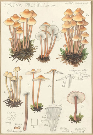 Hans Walty - Mycena prolifera.webp