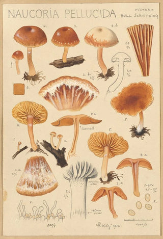 Hans Walty - Naucoria pellucida.webp