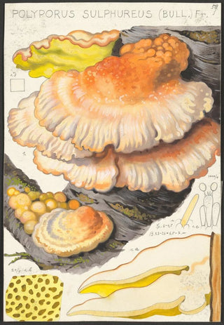 Hans Walty - Polyporus sulfureus Bull Fr.webp