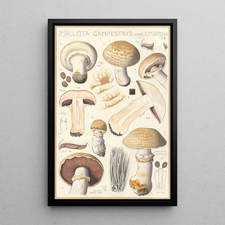 Hans Walty - Psalliota campestris Psalliota campestris var umbrina.webp