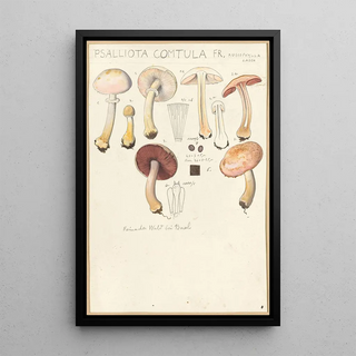 Hans Walty - Psalliota comtula.webp