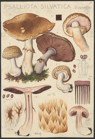 Hans Walty - Psalliota silvatica Schaeffer.webp