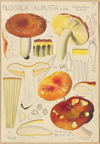 Hans Walty - Russula aurata.webp