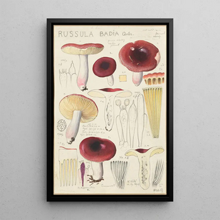 Hans Walty - Russula badia.webp