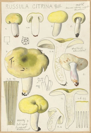 Hans Walty - Russula citrina.webp