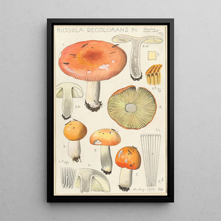 Hans Walty - Russula decolorans.webp