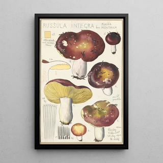 Hans Walty - Russula integra L Forma montana.webp