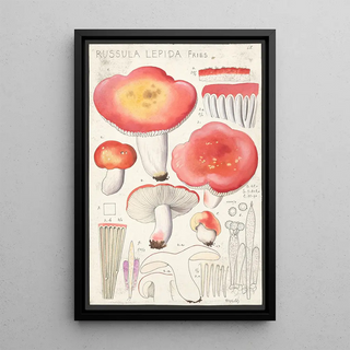 Hans Walty - Russula lepida Fries.webp