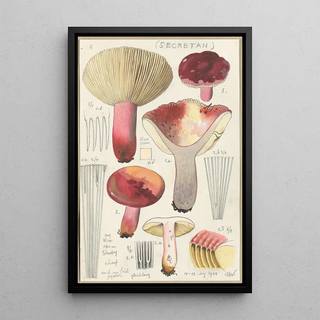 Hans Walty - Russula secretan.webp