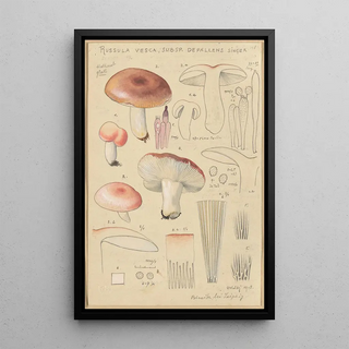 Hans Walty - Russula vesca subsp Depallens singer.webp