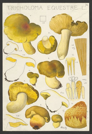 Hans Walty - Tricholoma equestre L.webp