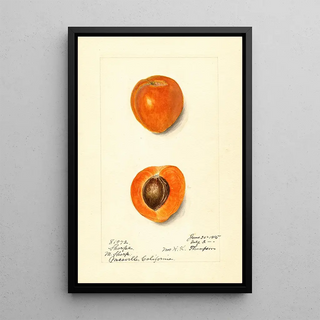 Harriet L Thompson - Prunus mume Sharpe.webp