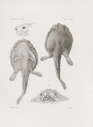 Harvard University Museum of Comparative Zoology - Memoirs of the Museum of Comparative Zoology at Harvard College Pl22.webp