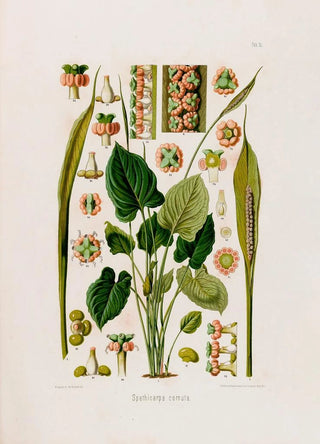 Heinrich Wilhelm Schott - Aroideae Maximilianae Pl15.webp