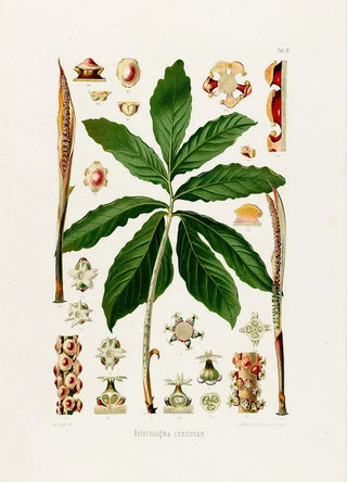 Heinrich Wilhelm Schott - Aroideae Maximilianae Pl26.webp