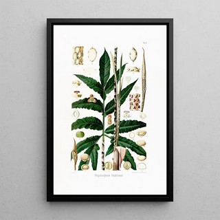 Heinrich Wilhelm Schott - Aroideae Maximilianae Pl27.webp