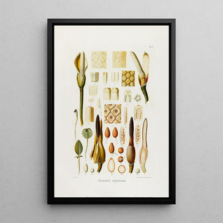 Heinrich Wilhelm Schott - Aroideae Maximilianae Pl36.webp