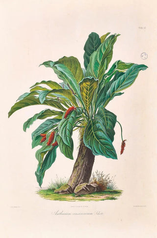 Heinrich Wilhelm Schott - Icones Aroidearum Pl11.webp