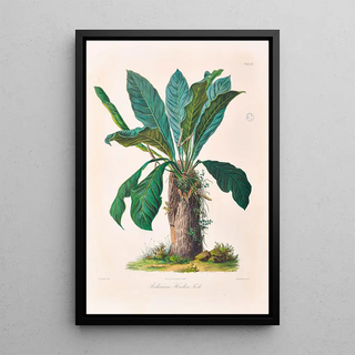 Heinrich Wilhelm Schott - Icones Aroidearum Pl15.webp