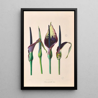 Heinrich Wilhelm Schott - Icones Aroidearum Pl32.webp