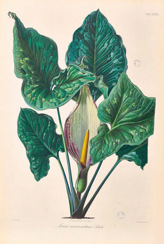Heinrich Wilhelm Schott - Icones Aroidearum Pl39.webp