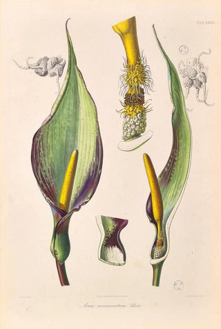 Heinrich Wilhelm Schott - Icones Aroidearum Pl40.webp