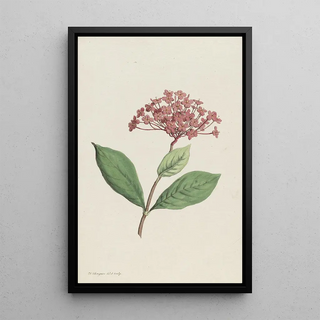 Hendrik Schwegman - Pauwenkers Ixora coccinea.webp