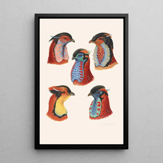 Henrik Gronvold - Wattles Of Cock Tragopans.webp