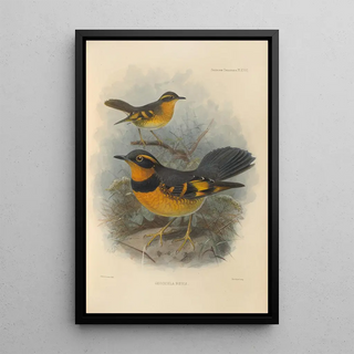 Henry Seebohm - Geocichla Naevia.webp