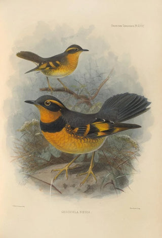 Henry Seebohm - Geocichla Naevia.webp