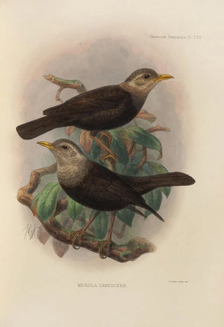 Henry Seebohm - Merula Canescens.webp