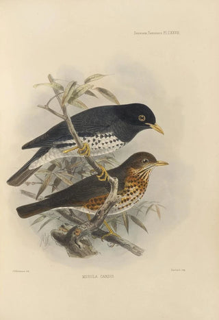 Henry Seebohm - Merula Reevei.webp