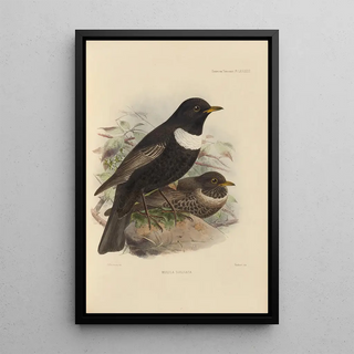 Henry Seebohm - Merula Torquata.webp