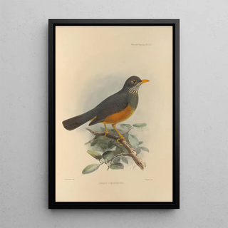 Henry Seebohm - Turdus Tephronotus.webp