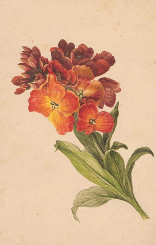 Henryka Beyer - Gazka laku.webp