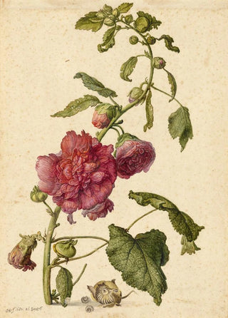 Herman Saftleven - A Hollyhock.webp