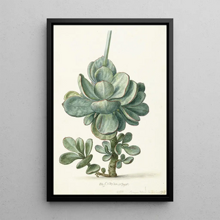 Herman Saftleven - Vetplant Cotyledon orbiculata.webp