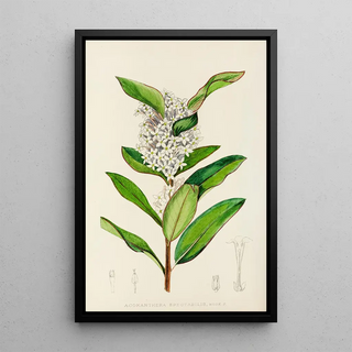 Illtyd Buller PoleEvans - Acokanthera Spectabilis.webp