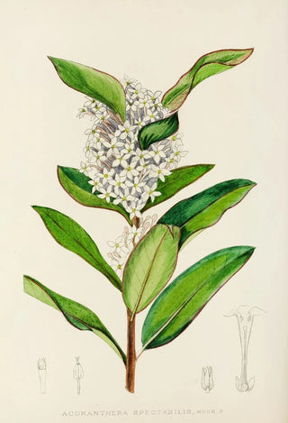 Illtyd Buller PoleEvans - Acokanthera Spectabilis.webp