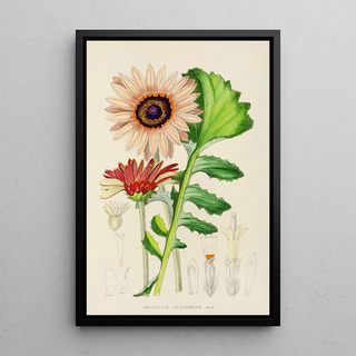 Illtyd Buller PoleEvans - Arctotis Decurrens.webp