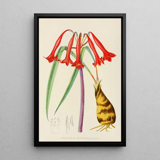 Illtyd Buller PoleEvans - Cyrtanthus Augustifolius.webp