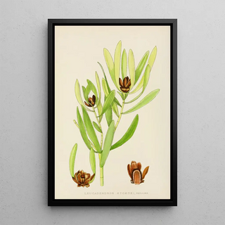 Illtyd Buller PoleEvans - Leucadendron Stokoei.webp