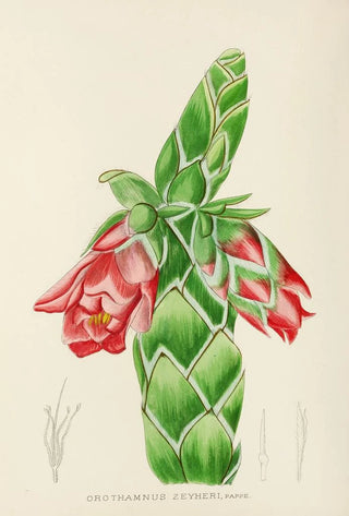 Illtyd Buller PoleEvans - Orothamnus Zeyheri.webp