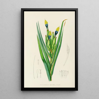 Illtyd Buller PoleEvans - Witsenia Maura.webp