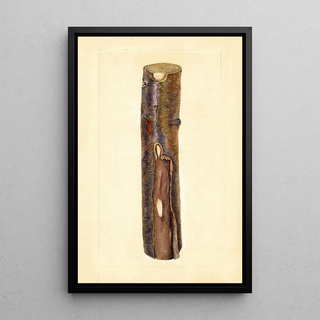 JF Brewer - Pyrus communis Kieffer.webp