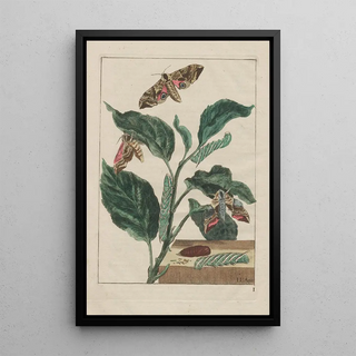 Jacob LAdmiral - Naauwkeurige Waarneemingen van veele gestaltverwisselende gekorvene diertjes Pl01.webp