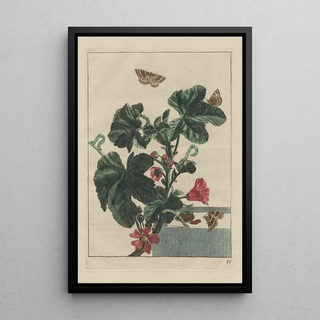 Jacob LAdmiral - Naauwkeurige Waarneemingen van veele gestaltverwisselende gekorvene diertjes Pl04.webp