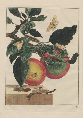 Jacob LAdmiral - Naauwkeurige Waarneemingen van veele gestaltverwisselende gekorvene diertjes Pl06.webp