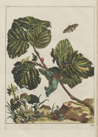 Jacob LAdmiral - Naauwkeurige Waarneemingen van veele gestaltverwisselende gekorvene diertjes Pl14.webp